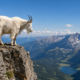 A goat at the edge of the mountain.
